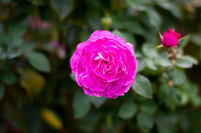 DSC_1199
